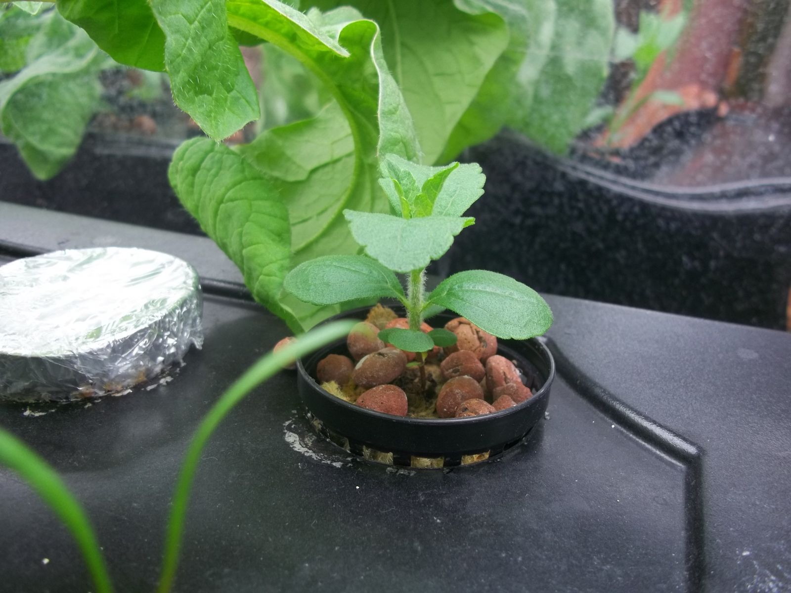 Hydroponic Stevia